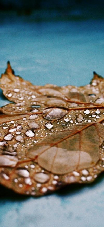 Fond d'écran iPhone Drops on Leaf