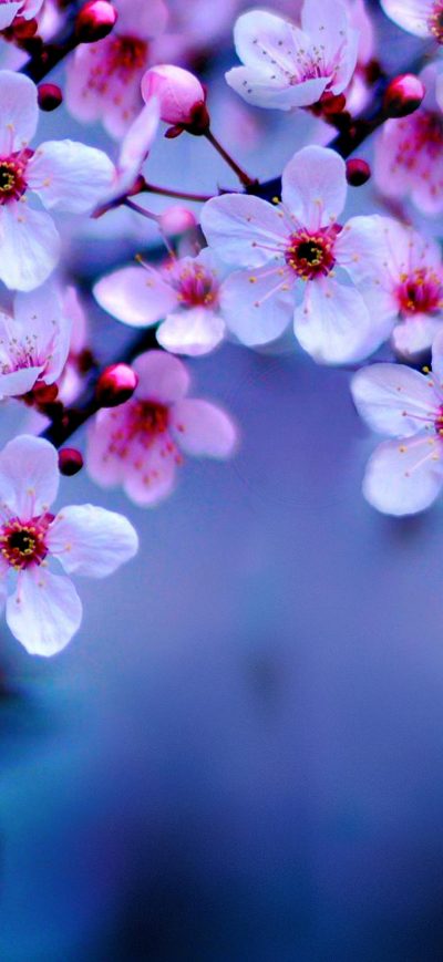 Fond d'écran iPhone Cherry Blossom 4k