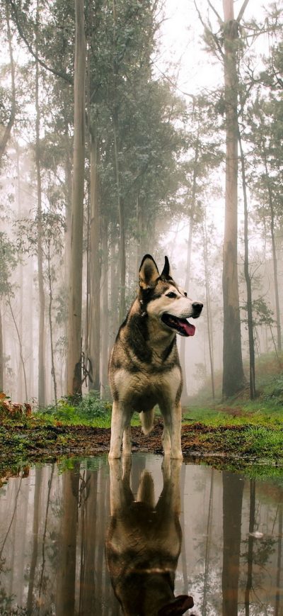 Fond d'écran iPhone Siberan Husky 3