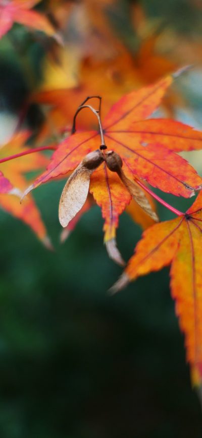 Fond d'écran iPhone Fall Leaf Autumn Maple Golden Snitch