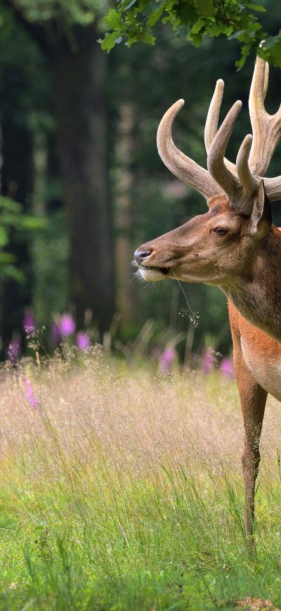 Fond d'écran iPhone Deer Horns 4k
