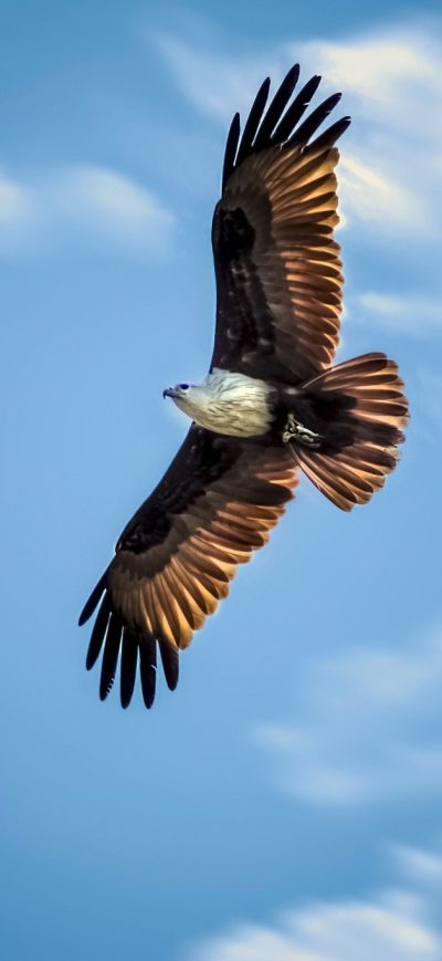 Fond d'écran Eagle sur iPhone