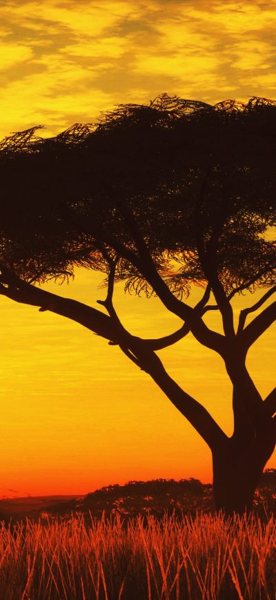 Fond d'écran iPhone Serengeti Sunset 4k