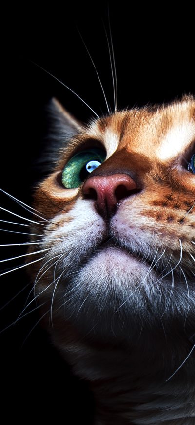 Fond d'écran iPhone Cat Deep Sea Green Eyes