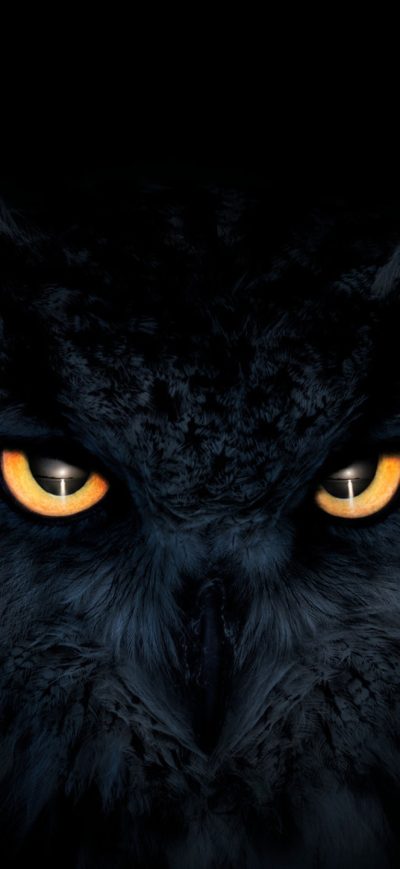 Fond d'écran iPhone Owl Dark Glowing Eyes