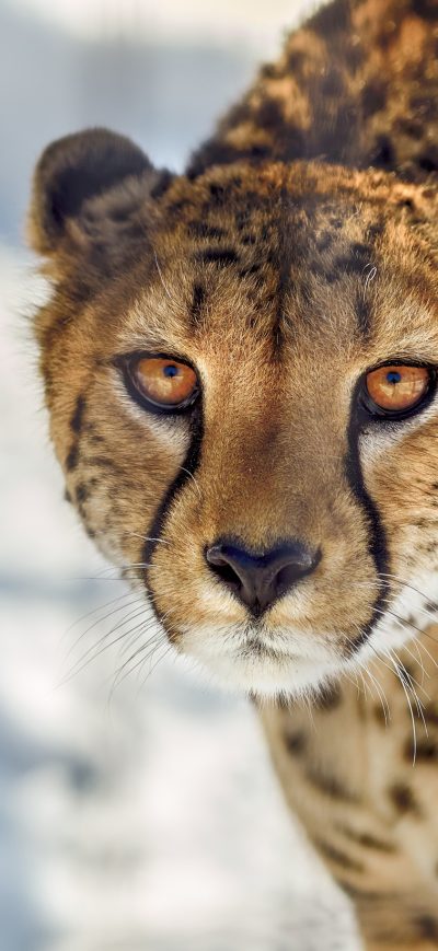 Fond d'écran iPhone Cheetah Close Up