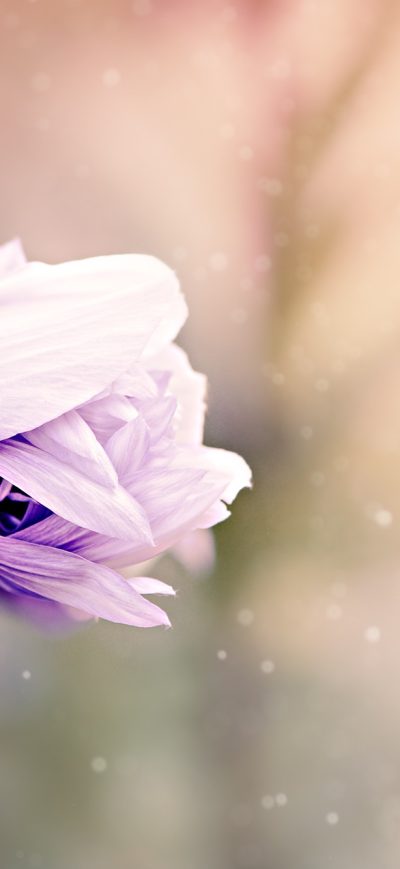 Fond d'écran iPhone Anemone Flower Violet White Blossom