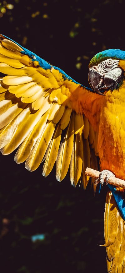 Fond d'écran iPhone Blue And Yellow Macaw 5k