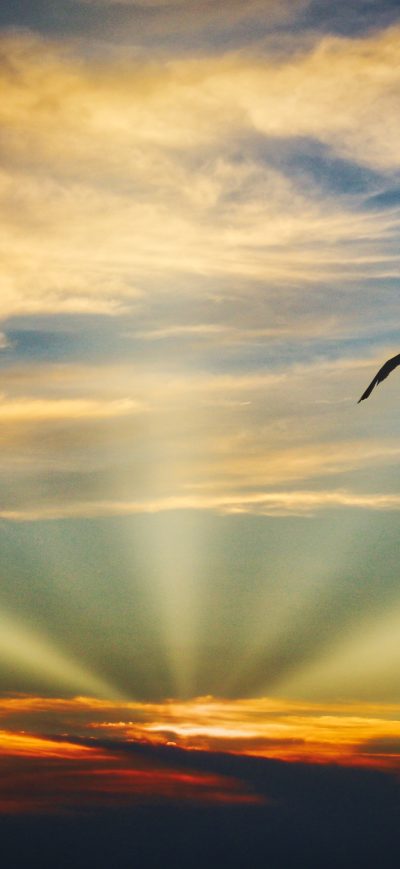 Fond d'écran iPhone Bird Flying Sunset Evening View Clouds Beautiful Sky 5k