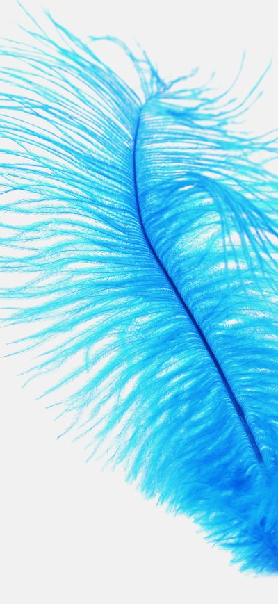 Fond d'écran iPhone Blue Feather