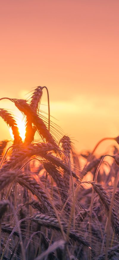Fond d'écran iPhone Cornfield Sunset 4k 5k