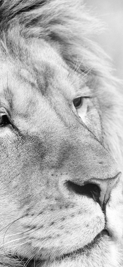 Fond d'écran iPhone Lion Monochrome
