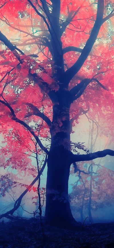 Fond d'écran iPhone Autumn Forest