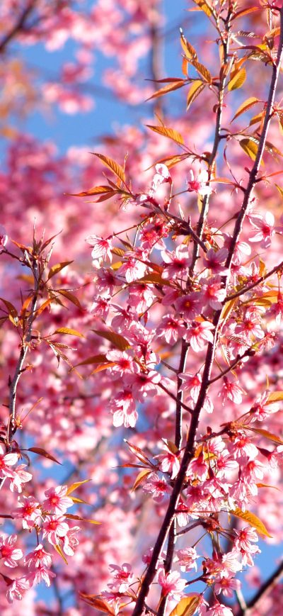 Fond d'écran iPhone Pink Flowers Blossom Season Background 4k