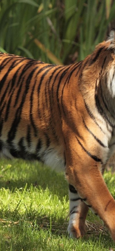 Fond d'écran iPhone Tiger Carrying Cubs