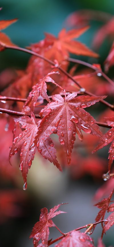 Fond d'écran iPhone Maple Leafs Water Drops