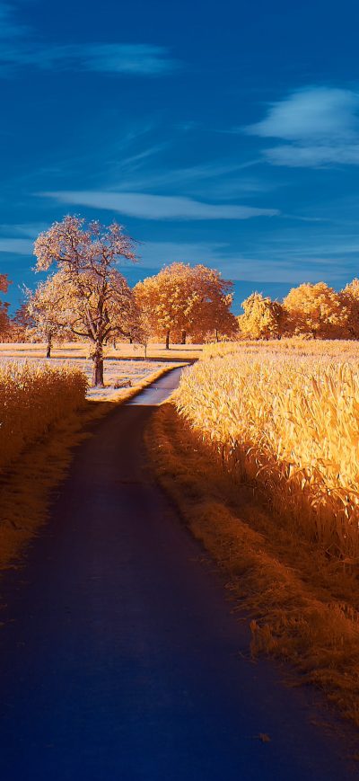 Fond d'écran iPhone Road Autumn 4k