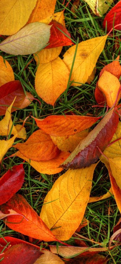 Fond d'écran iPhone Latest Autumn Leaves