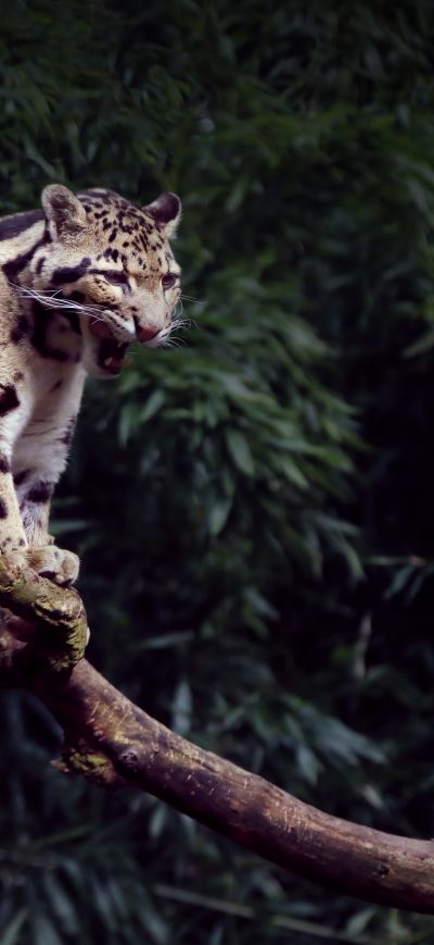 Fond d'écran iPhone Clouded Leopard Yawning 5k