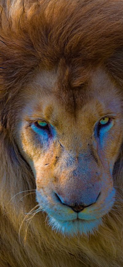Fond d'écran iPhone Lion Predator