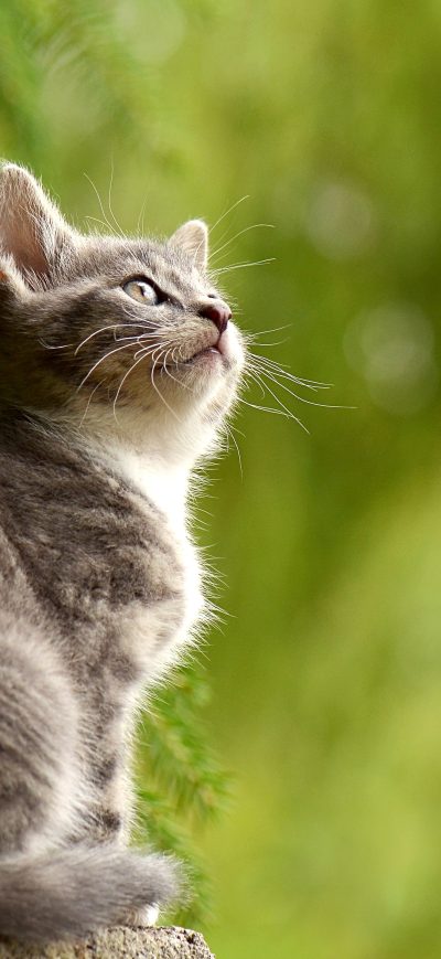 Fond d'écran Young Cat 5k sur iPhone