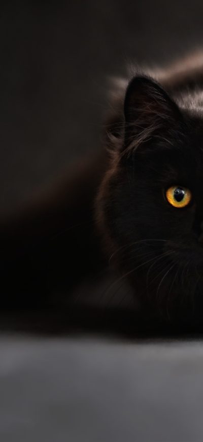 Fond d'écran iPhone Black Cat Glowing Eyes 4k