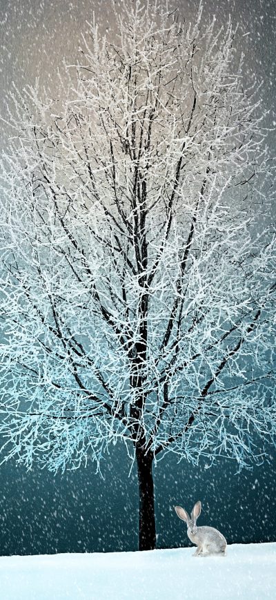 Fond d'écran iPhone Winter Snow Tree 5k