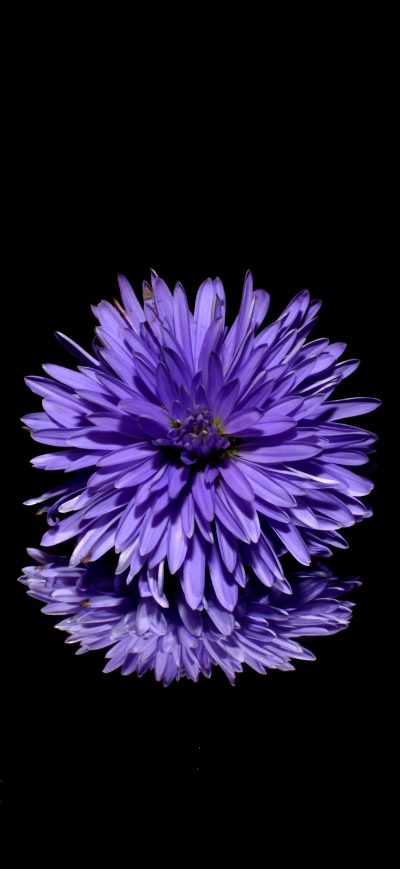 Fond d'écran iPhone Blossom Purple Flower Black Background Reflection