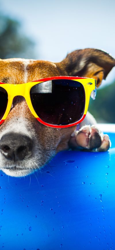 Fond d'écran iPhone Dog Wearing Sunglasses