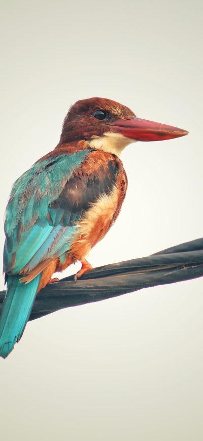 Fond d'écran iPhone Colorful Avian Bird Side View