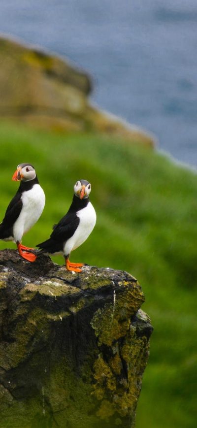 Fond d'écran iPhone Puffins