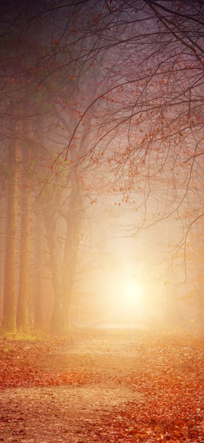Fond d'écran iPhone Forest Beautiful Sunbeams 5k