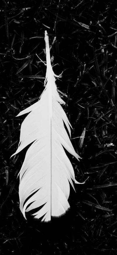 Fond d'écran iPhone Feather Black And White 5k