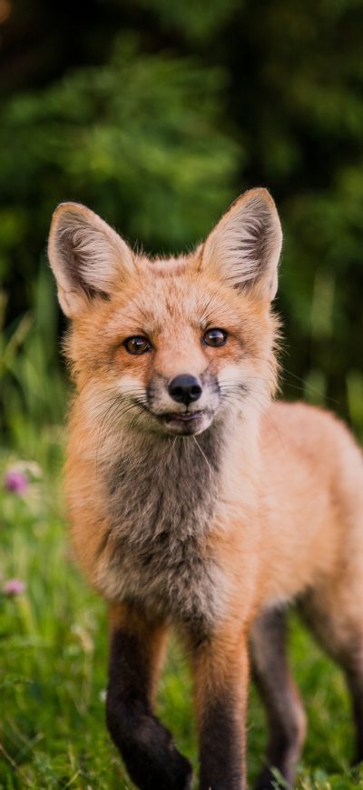 Fond d'écran iPhone Fox Looking Towards Camera 5k