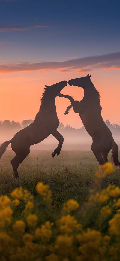 Fond d'écran iPhone Horses Dancing Sunset