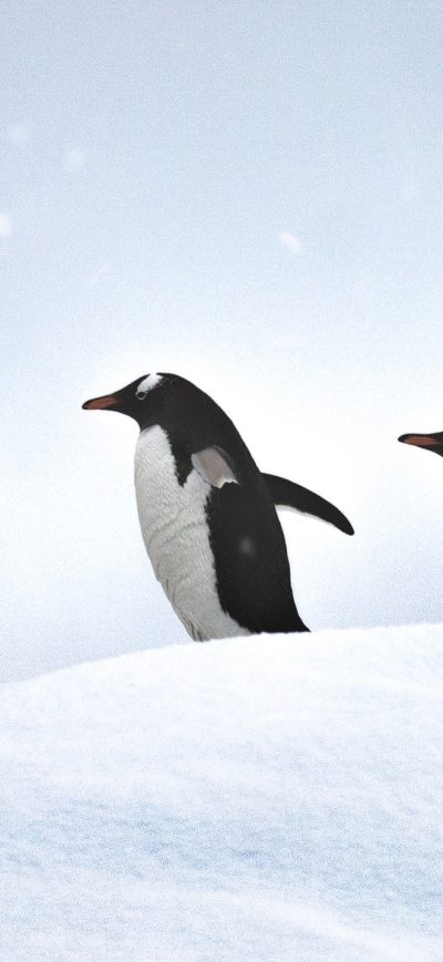 Fond d'écran iPhone Penguins Walking