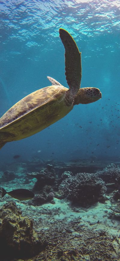 Fond d'écran iPhone Sea Turtle 4k