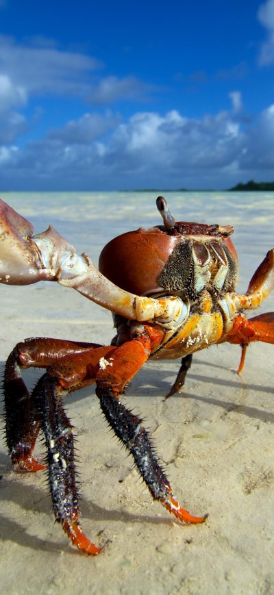 Fond d'écran Crab sur iPhone