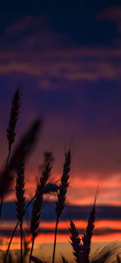 Fond d'écran iPhone Wheats During Dawn In Landscape Photography