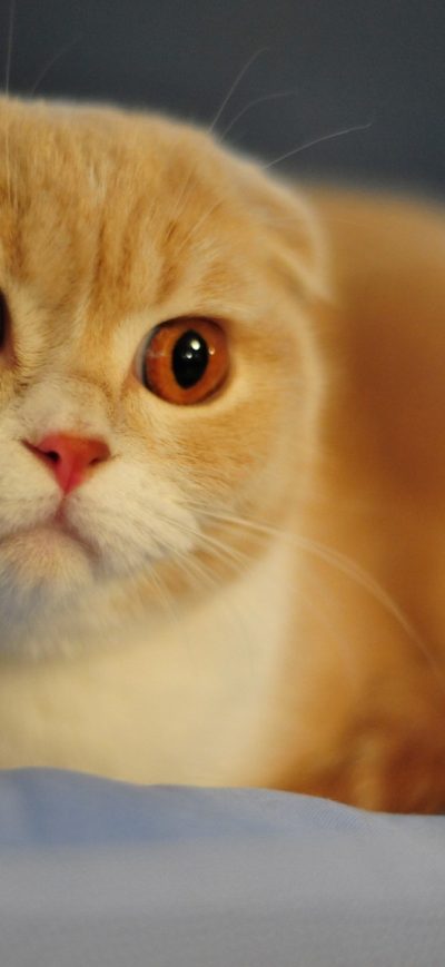 Fond d'écran iPhone Scottish Fold Cat