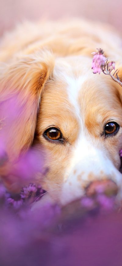 Fond d'écran iPhone Cute Dog In Flowers