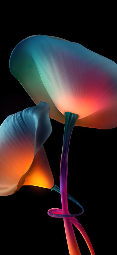 Fond d'écran iPhone Flowers Oled