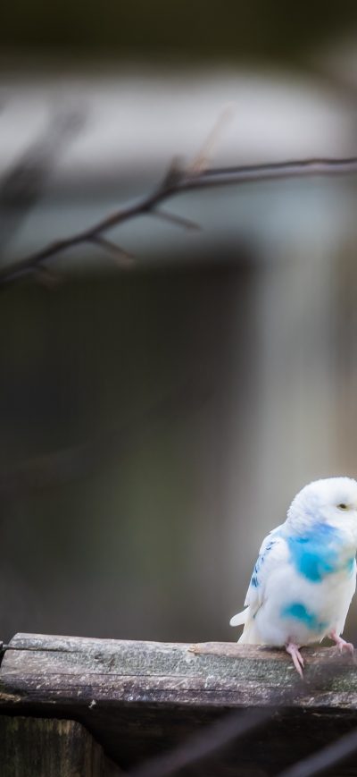 Fond d'écran iPhone Love Birds 4k