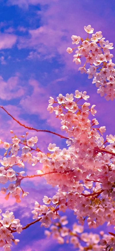 Fond d'écran iPhone Cherry Blossom Tree 4k 5k