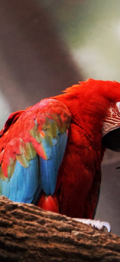 Fond d'écran iPhone Macaw Parrot Closeup
