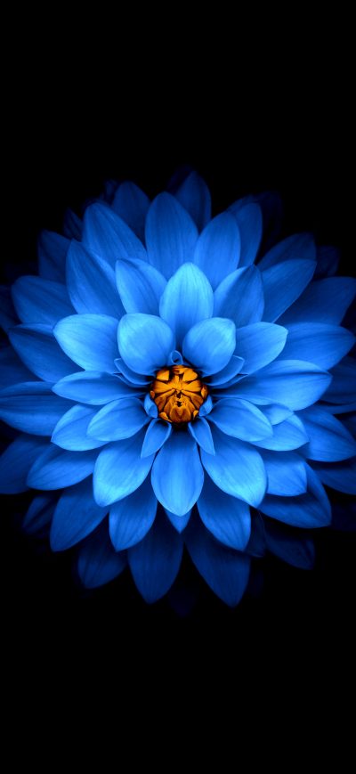 Fond d'écran Flower Mod sur iPhone