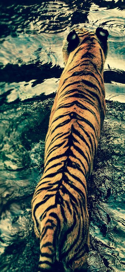 Fond d'écran iPhone Tiger In Disneys Animal Kingdom