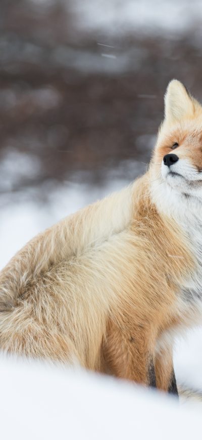 Fond d'écran iPhone Fox In Snow 5k