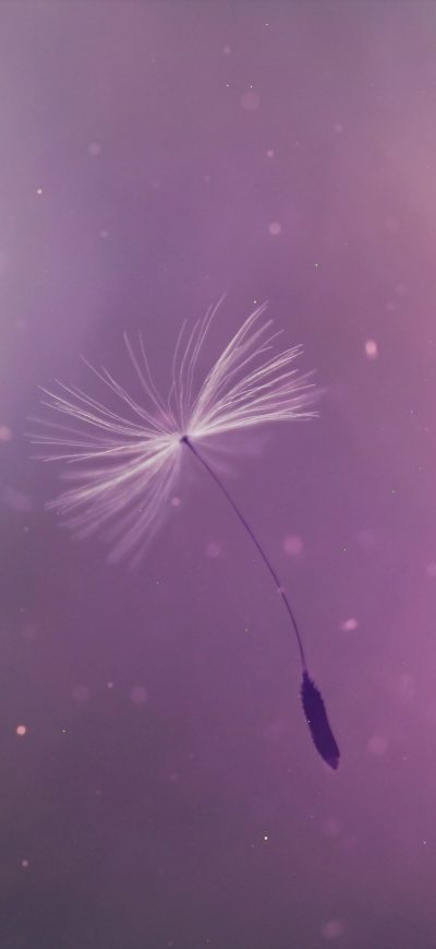 Fond d'écran iPhone Dandelion Umbrell Flying