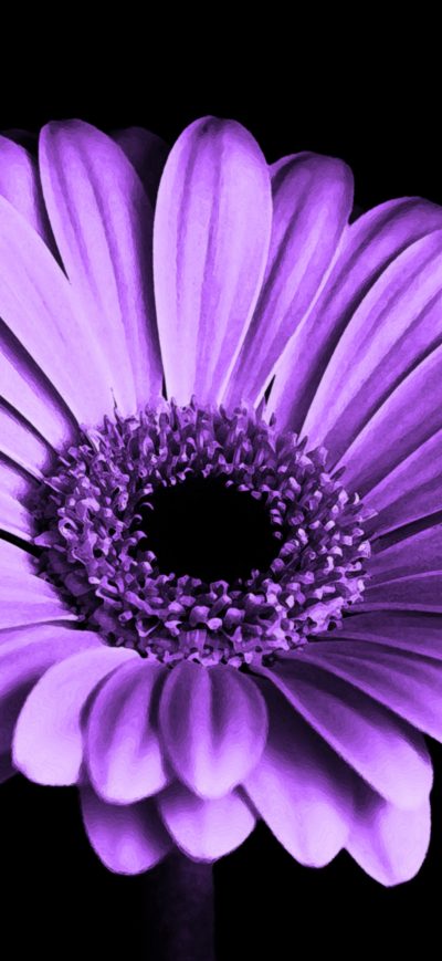 Fond d'écran iPhone Close Up Of Purple Petaled Flower